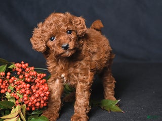 Toy Poodle dogs Happy - Ad 2