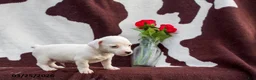 Jack Russell Terrier dogs for sale: Mark - Ad 1