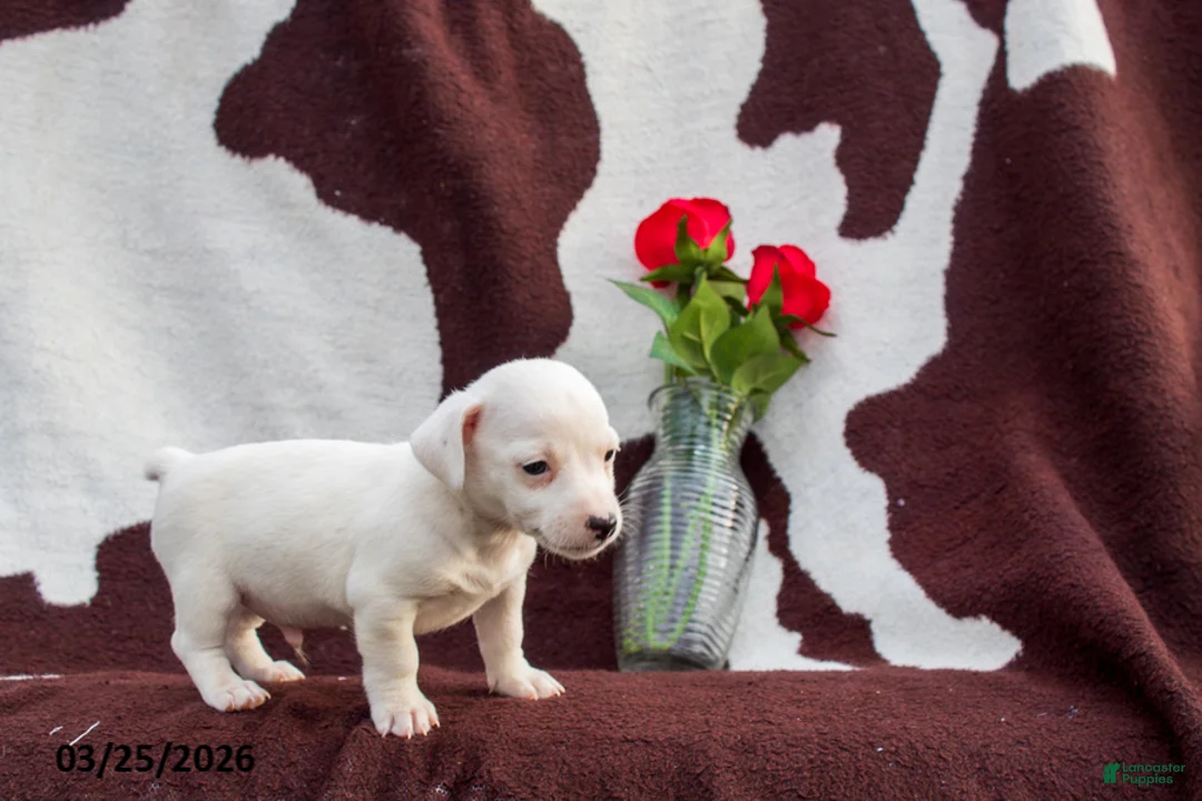 Jack Russell Terrier dogs for sale: Mark - Ad 1