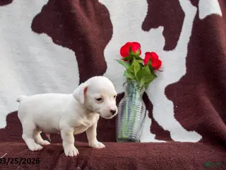 Jack Russell Terrier dogs Mark - Ad 3