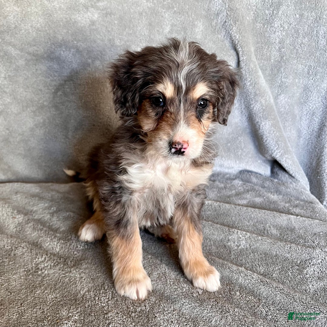 Bernedoodle dogs for sale: Juno - Ad 5