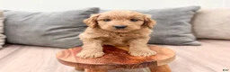 Mini Goldendoodle dogs for sale: Paisley - Ad 1