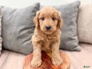 Mini Goldendoodle dogs for sale: Paisley - Ad 3