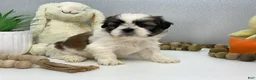 Shih Tzu dogs for sale: Jack - Ad 2