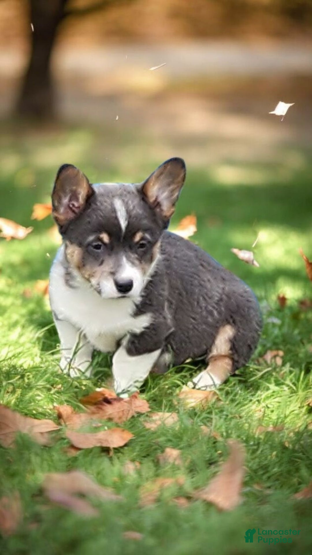 Welsh Corgi Pembroke dogs for sale: Alexa Bluie - Ad 16