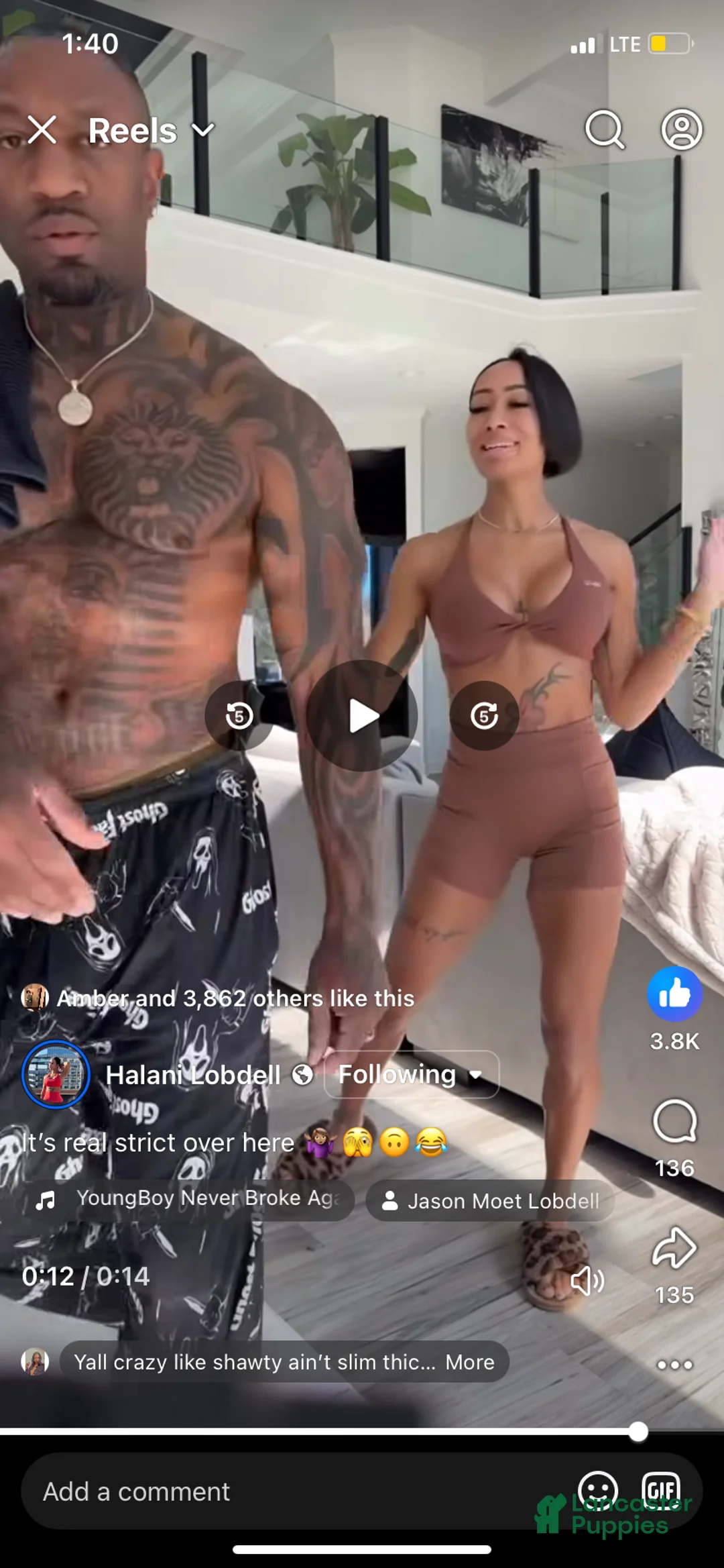 Cane Corso dogs for sale: Cane Corso Puppy 2 - Ad 8