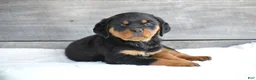 Rottweiler dogs for sale: Paige - Ad 5