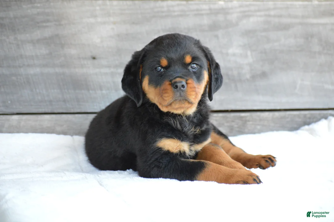 Rottweiler dogs for sale: Paige - Ad 5