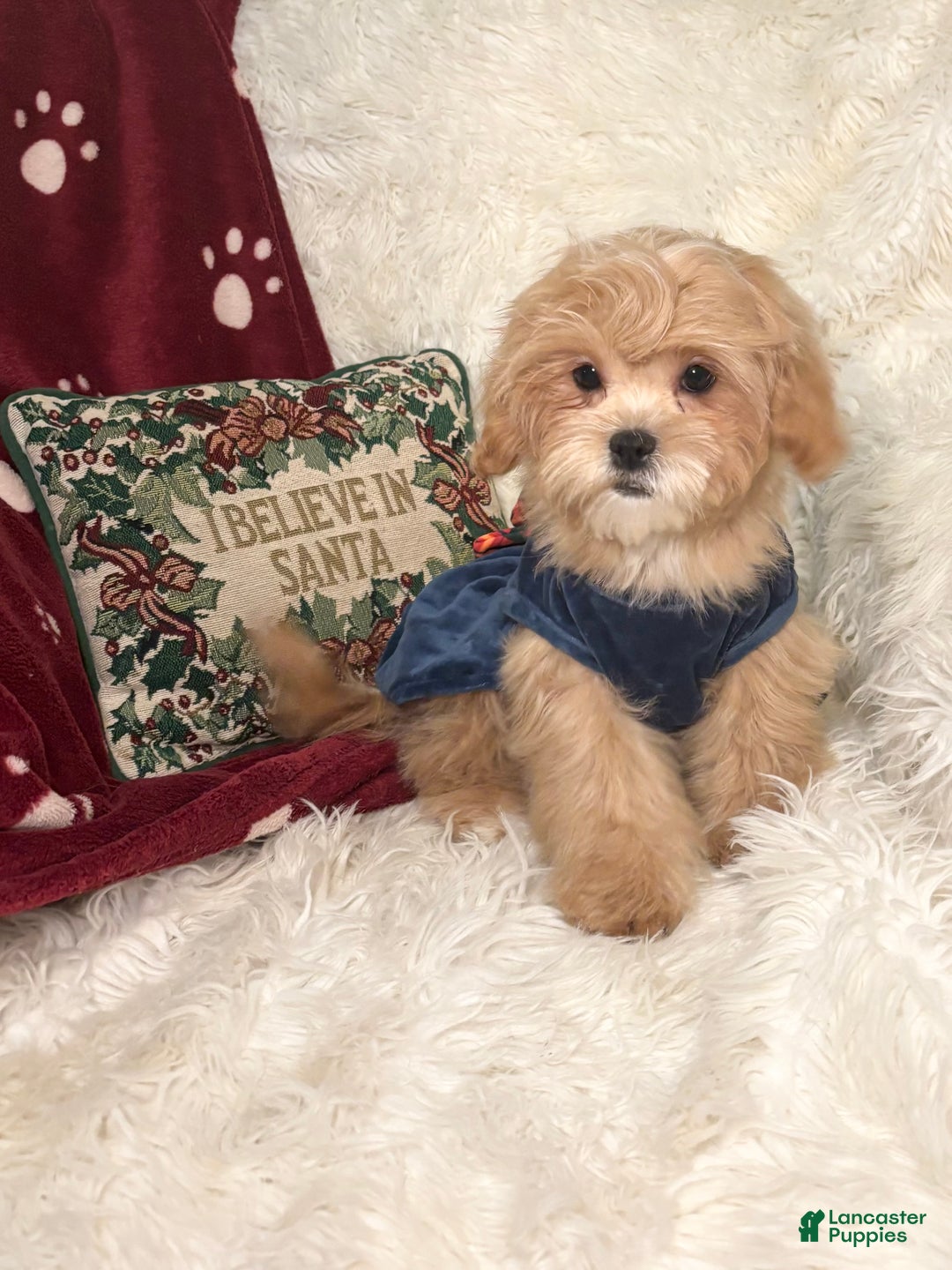 Mixed Breed dogs for sale: Willow - Ad 2