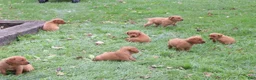 Labrador Retriever dogs for sale: Tassle - Ad 8