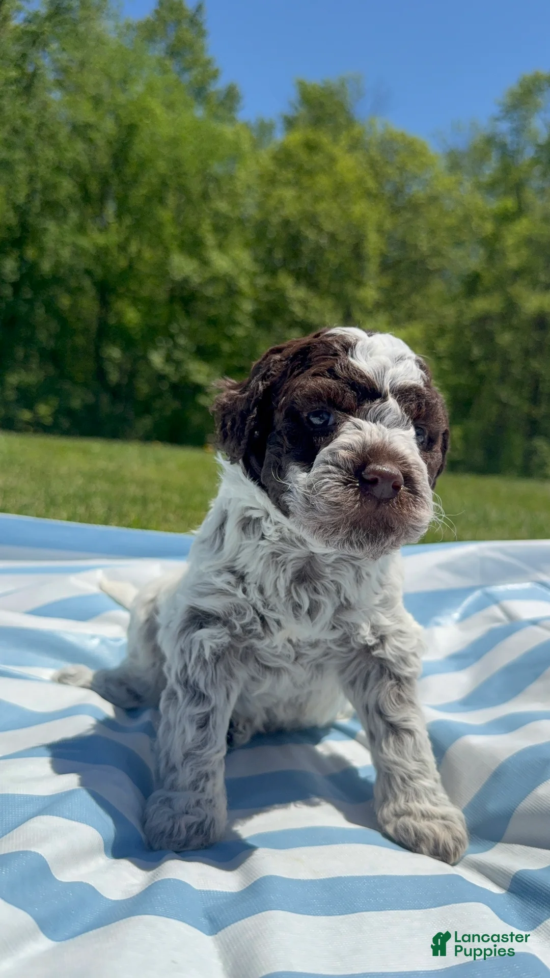 Lagotto Romagnolo dogs for sale: Lagotto Romagnolo Puppy 7 - Ad 1
