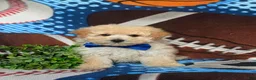 Maltipoo dogs for sale: Wendell - Ad 4