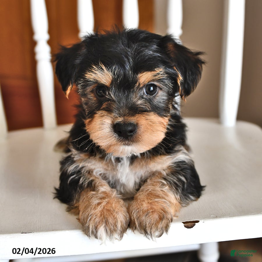 Morkie dogs Banjo - Ad 1