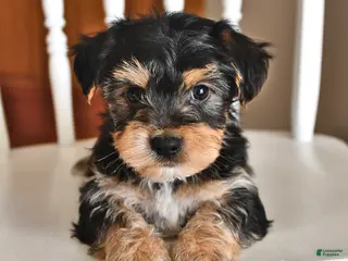 Morkie dogs Banjo - Ad 1