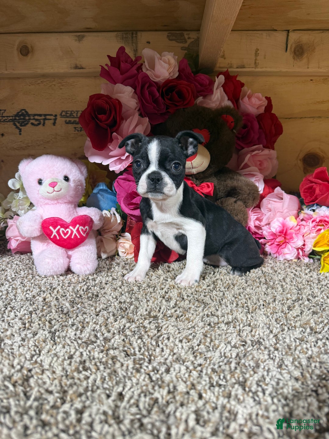 Boston Terrier dogs for sale: Boston Terrier Puppy 3 - Ad 3
