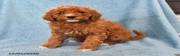 Mini Goldendoodle dogs for sale: Snickers - Ad 2