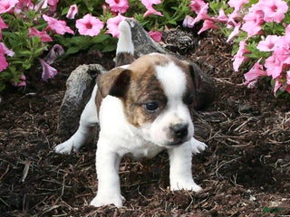 Mixed Breed dogs - Ad 5