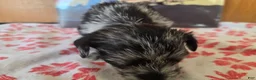 Miniature Schnauzer dogs for sale: Panda - Ad 3