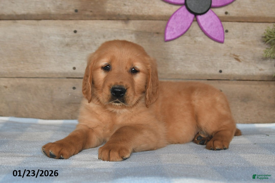Golden Retriever dogs for sale: Dewey - Ad 3
