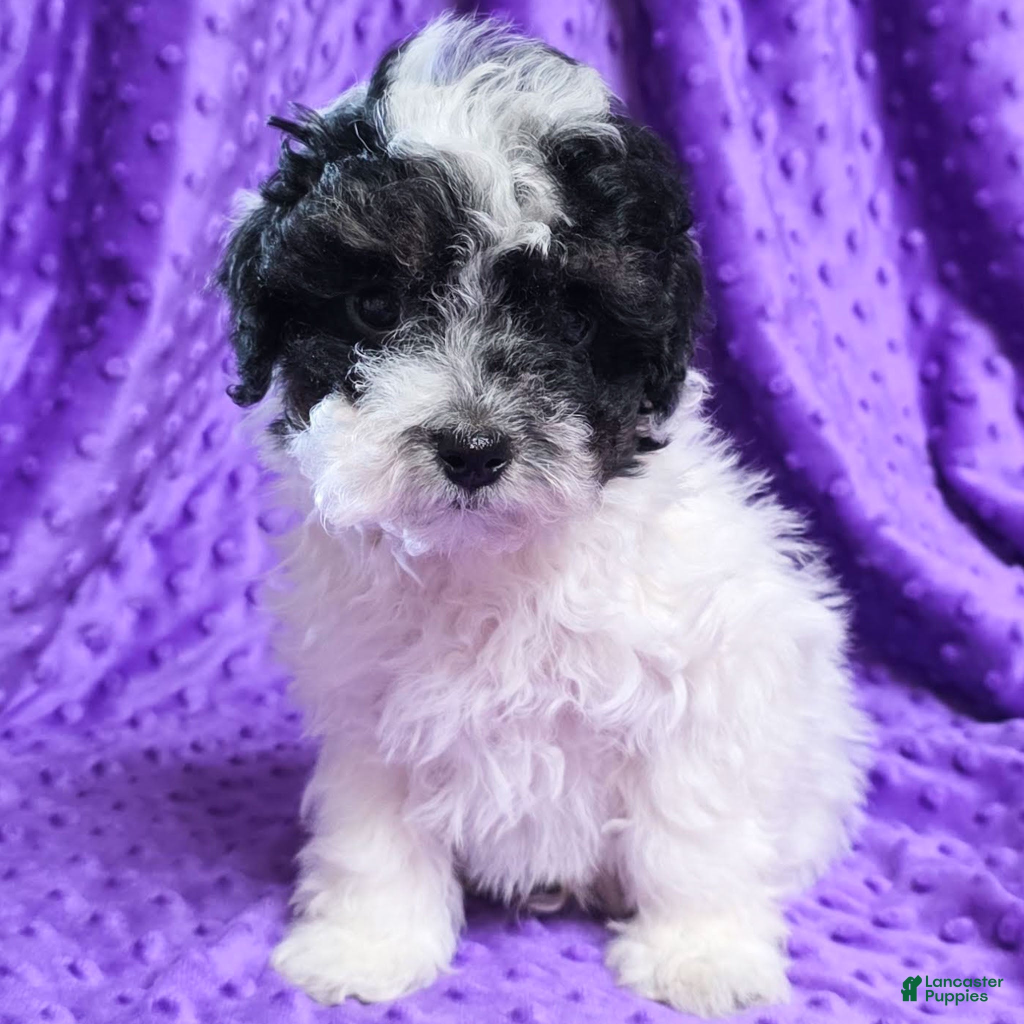 Standard Poodle dogs Elroy  - Ad 30