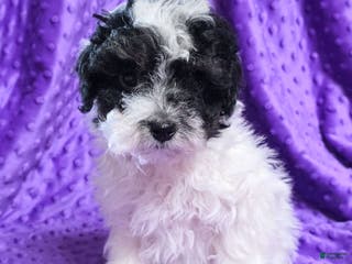 Standard Poodle dogs Elroy - Ad 6