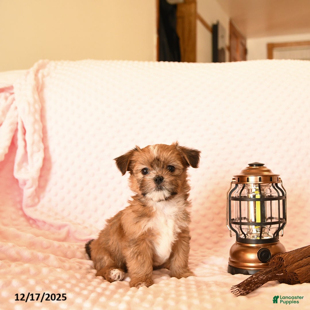 Shorkie dogs for sale: Wondernose - Ad 4