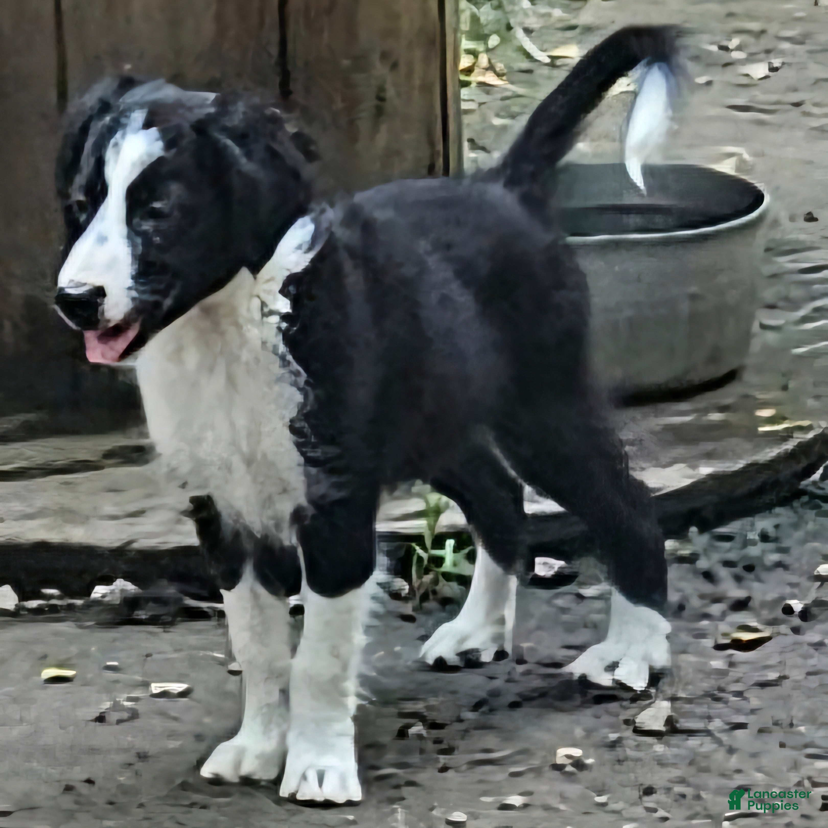 Border Collie dogs Noddy - Ad 27