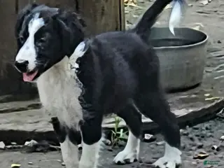 Border Collie dogs Noddy - Ad 27
