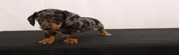 Dachshund dogs for sale: Fido - Ad 12