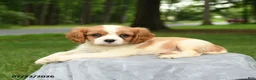 Cavalier King Charles Spaniel dogs for sale: Marshall - Ad 3