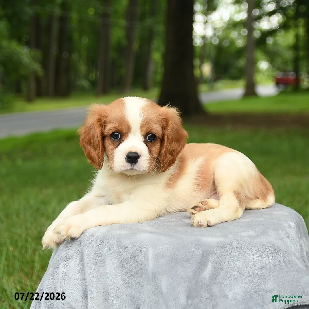 Cavalier King Charles Spaniel dogs for sale: Marshall - Ad 3
