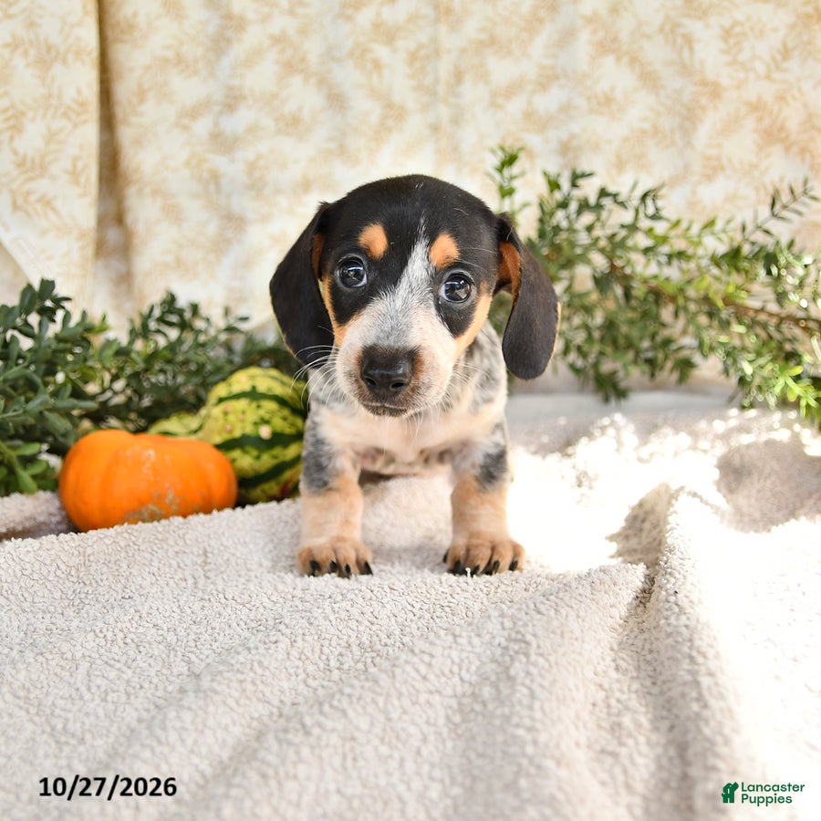 Miniature Dachshund dogs for sale: June - Ad 1
