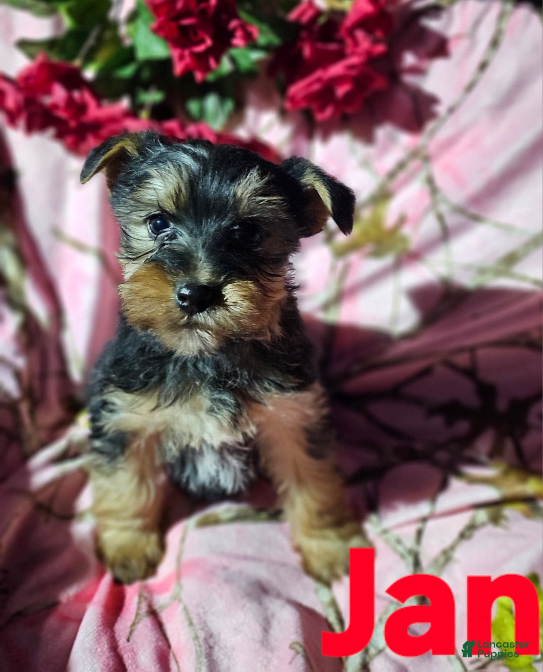 Morkie dogs for sale: Jan - Ad 9