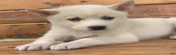 Alaskan Klee Kai dogs for sale: Blue Eyes Little Beau~! - Ad 2