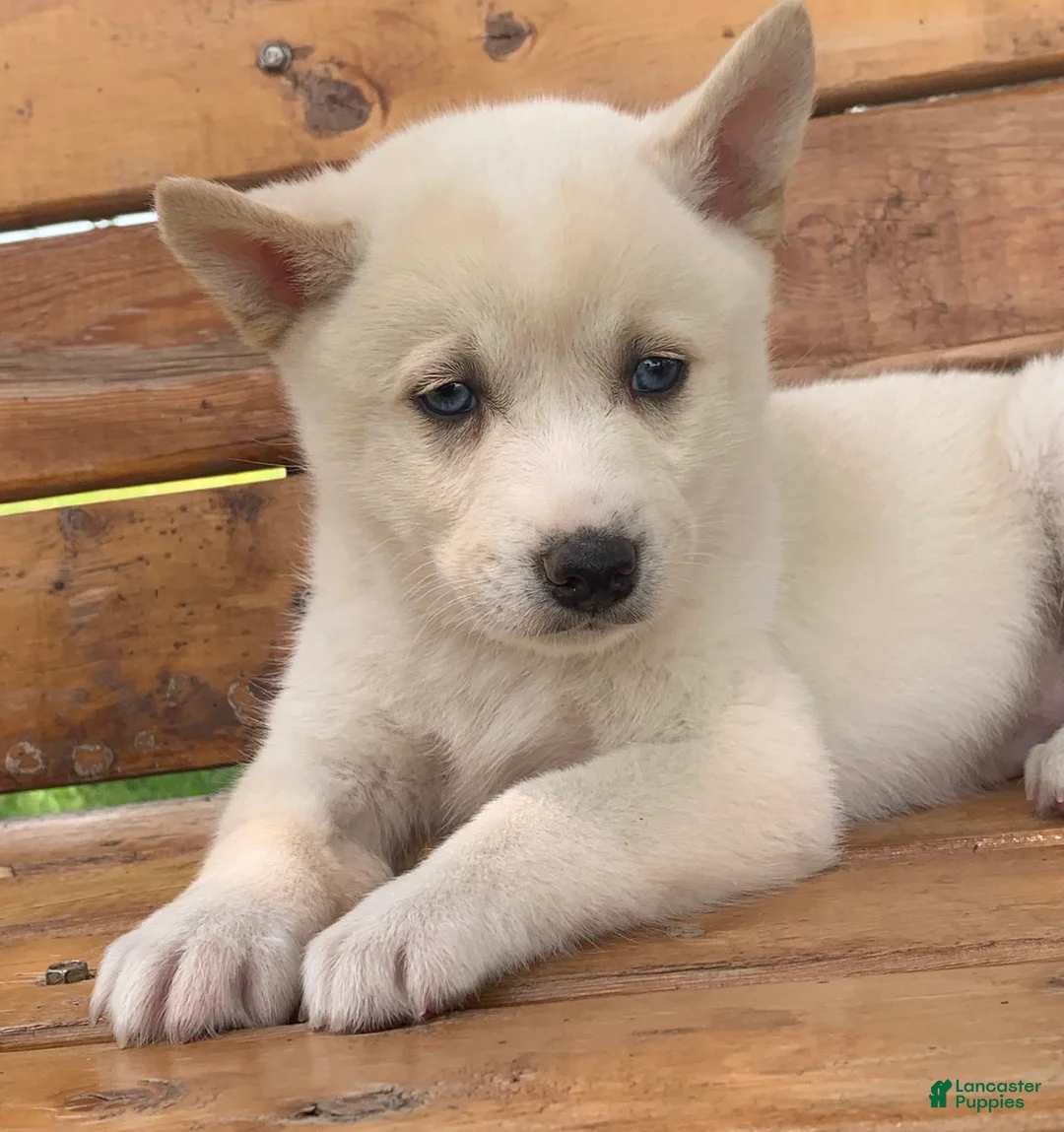 Alaskan Klee Kai dogs for sale: Blue Eyes Little Beau~! - Ad 2