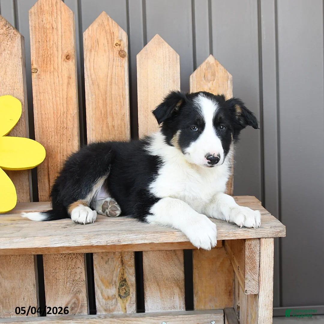 Border Collie dogs for sale: Matilda - Ad 3