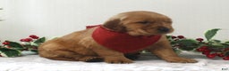 Golden Retriever dogs for sale: Brinker - Ad 2
