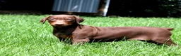 Doberman Pinscher dogs for sale: Winston - Ad 4