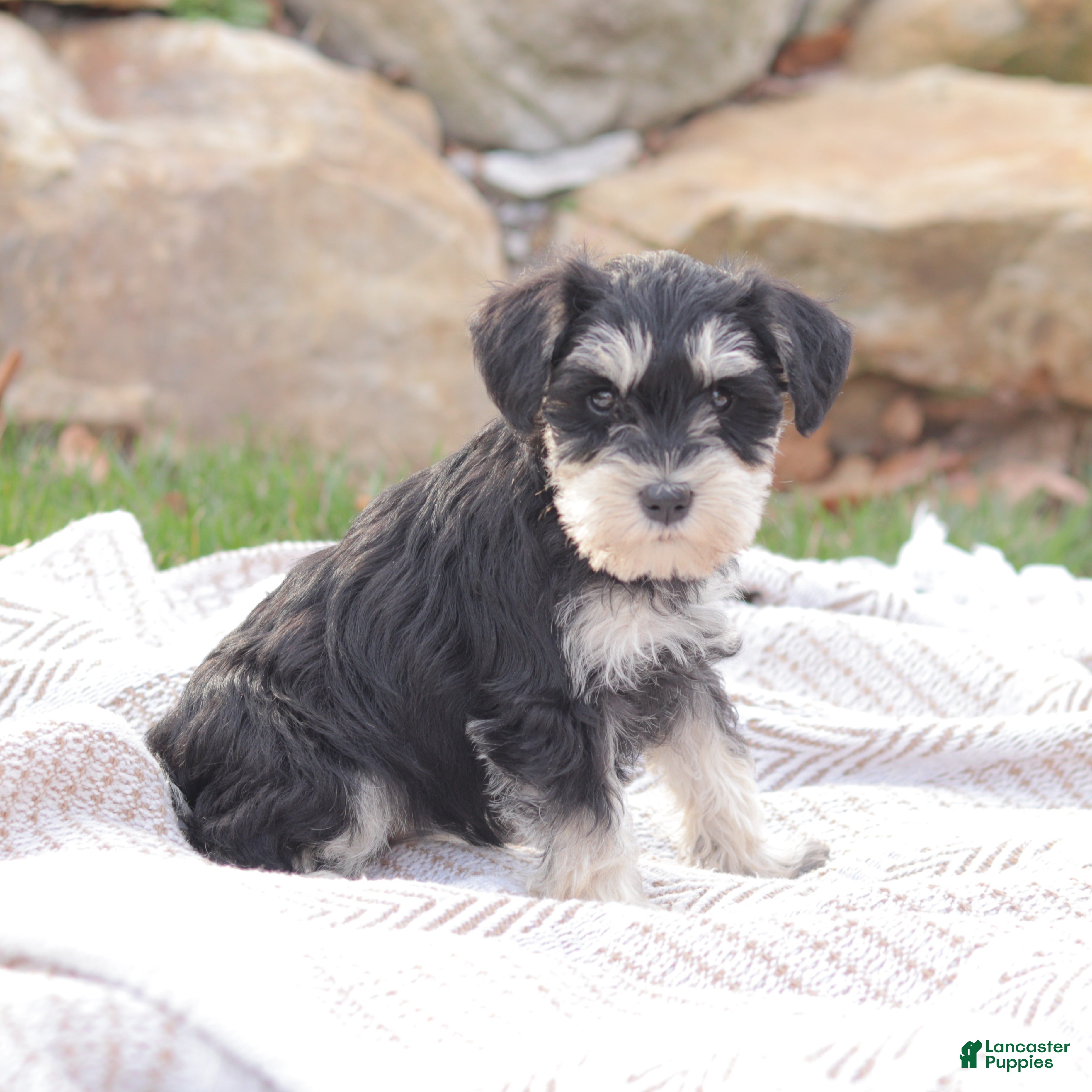 Miniature Schnauzer dogs Princess Ann - Ad 1