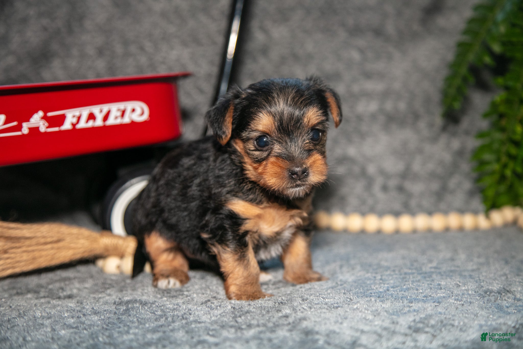 Yorkshire Terrier dogs Shorty - Ad 24