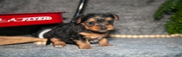 Yorkshire Terrier dogs for sale: Shorty - Ad 1