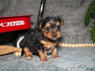 Yorkshire Terrier dogs Shorty - Ad 21