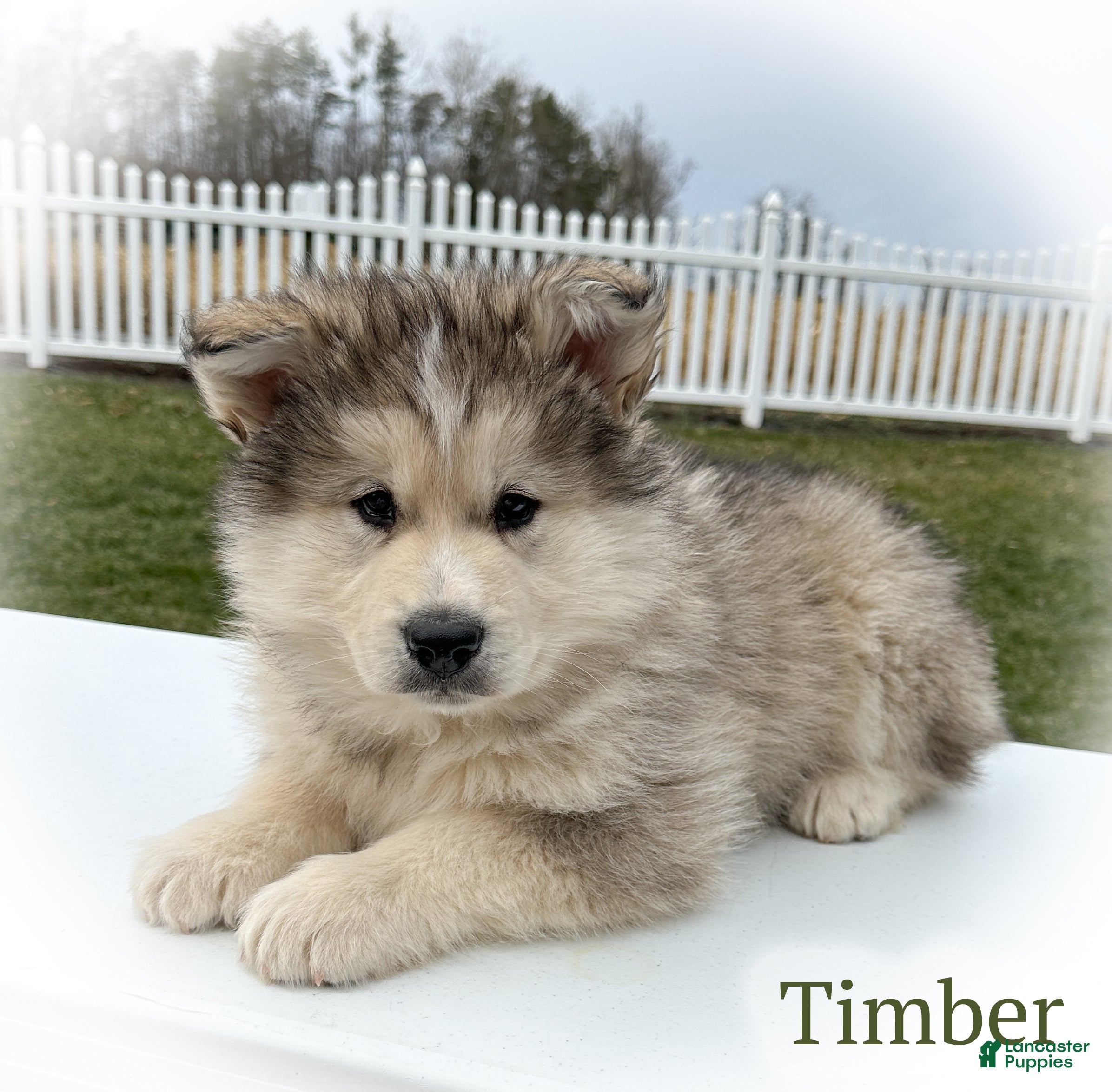 Alaskan Malamute dogs Timber - Ad 18