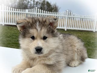 Alaskan Malamute dogs Timber - Ad 14