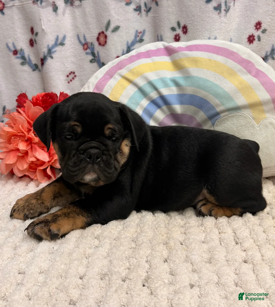 English Bulldog dogs for sale: Wheeler - Ad 2
