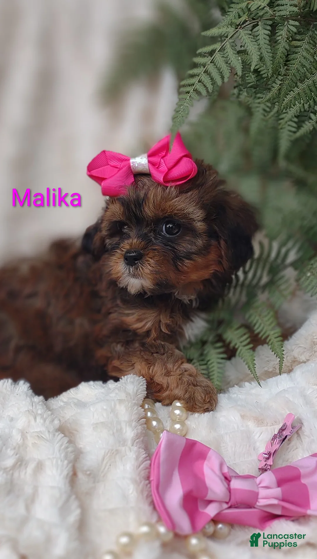 Shihpoo dogs for sale: Shihpoo Puppy 6 Malika  - Ad 2