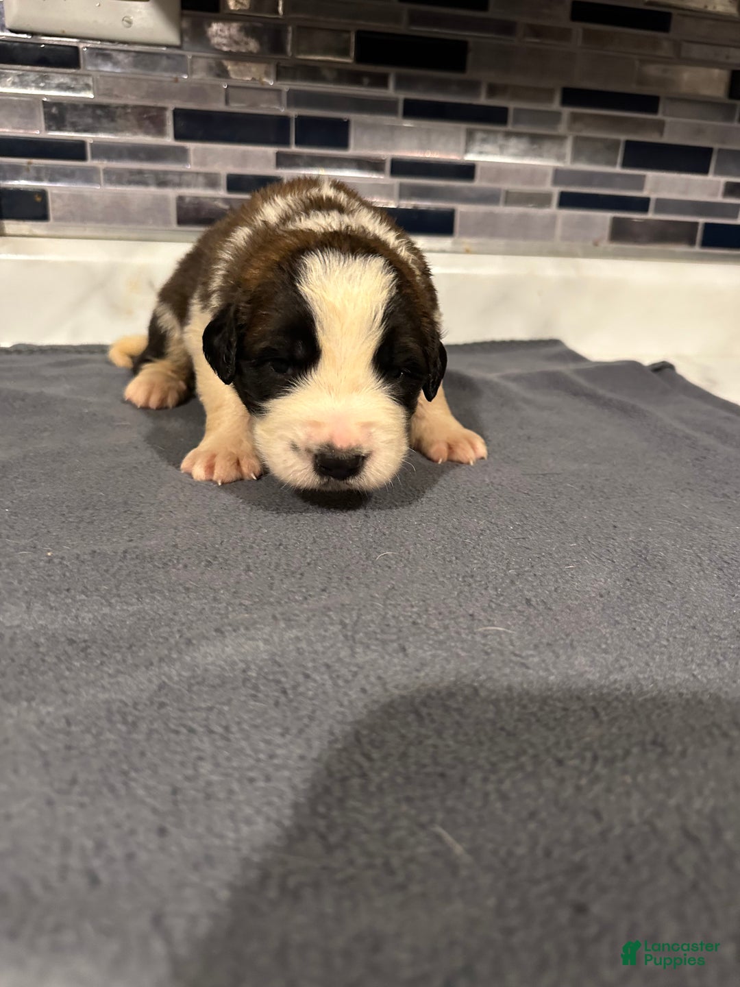 Saint Bernard dogs for sale: Puppy 3 - Ad 15
