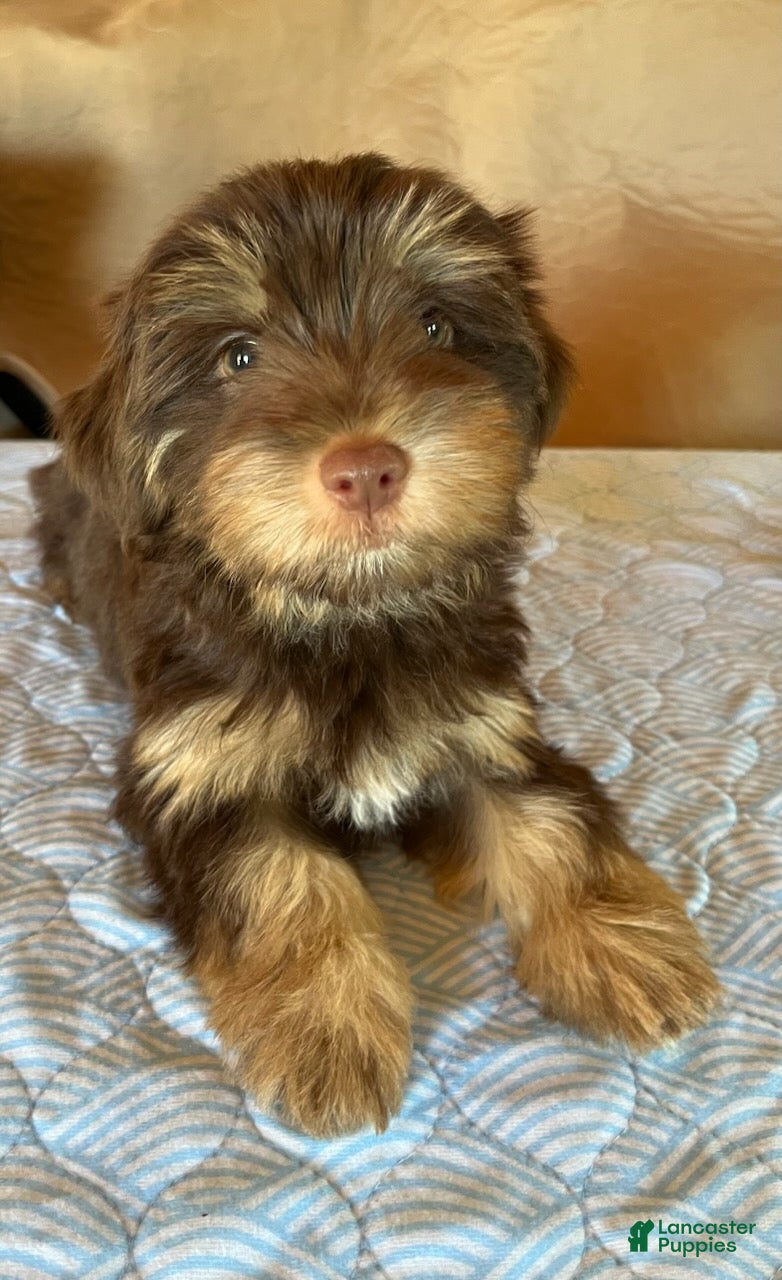 Yorkshire Terrier dogs Cocoa - Ad 2