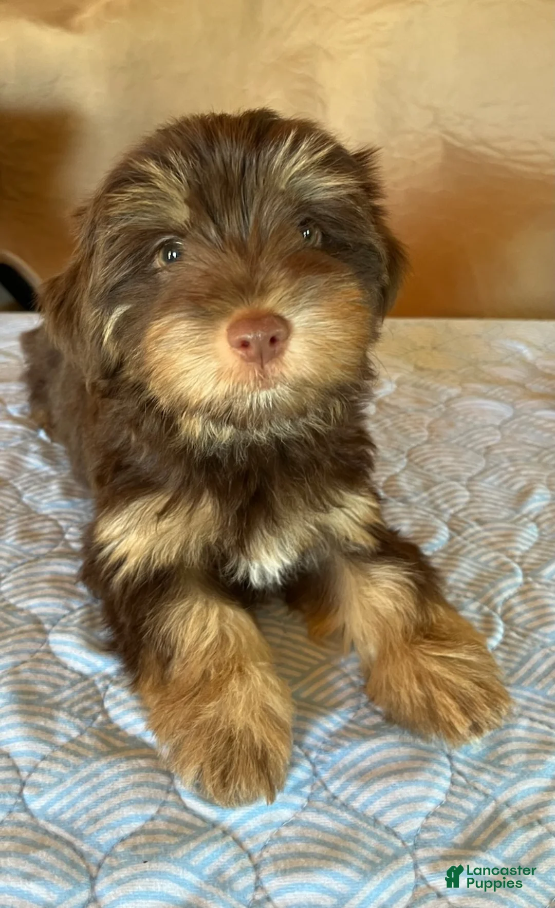 Yorkshire Terrier dogs for sale: Cocoa - Ad 2