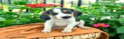 Beagle dogs for sale: Hannah - Ad 4
